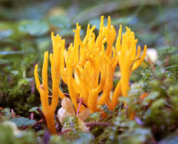 Attēlu rezultāti vaicājumam “Calocera viscosa”