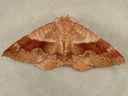 Attēlu rezultāti vaicājumam “Plagodis pulveraria”