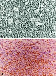 Attēlu rezultāti vaicājumam “Cinclidotus danubicus cells”