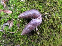 Attēlu rezultāti vaicājumam “Ena montana”