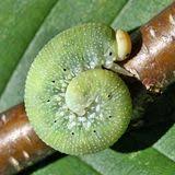 Attēlu rezultāti vaicājumam “Trichiosoma”