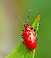 Attēlu rezultāti vaicājumam “Phyllobrotica quadrimaculata”