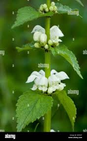 Attēlu rezultāti vaicājumam “Lamium album flower”