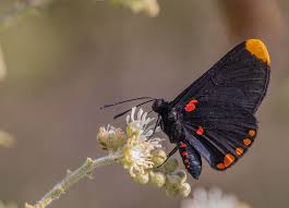Attēlu rezultāti vaicājumam “Riodinidae”