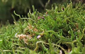 Attēlu rezultāti vaicājumam “Anastrophyllum minutum”