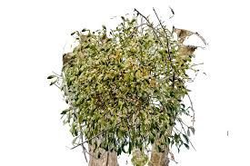 Attēlu rezultāti vaicājumam “Viscum album leaf”