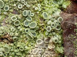 Attēlu rezultāti vaicājumam “Lecanora conizaeoides”