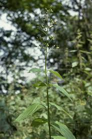 Attēlu rezultāti vaicājumam “Buxbaumia aphylla”