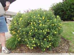 Attēlu rezultāti vaicājumam “Potentilla”
