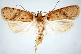 Attēlu rezultāti vaicājumam “Agonopterix hypericella”