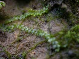 Attēlu rezultāti vaicājumam “Calypogeia fissa”