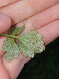 Attēlu rezultāti vaicājumam “Phytomyza ranunculi”