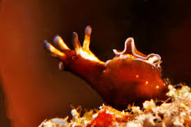 Attēlu rezultāti vaicājumam “Hoplia parvula imago”