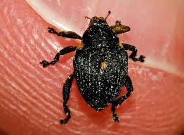 Attēlu rezultāti vaicājumam “Mononychus punctumalbum”