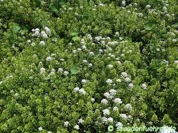 Image result for Iberis amara