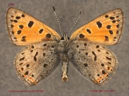 Attēlu rezultāti vaicājumam “Lycaeniinae”