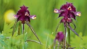 Attēlu rezultāti vaicājumam “Melampyrum cristatum”