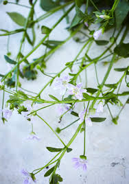 Attēlu rezultāti vaicājumam “Claytonia sibirica flower”