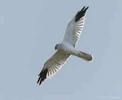 Attēlu rezultāti vaicājumam “Picoides tridactylus adult”