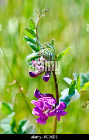 Attēlu rezultāti vaicājumam “Vicia sepium leaf”
