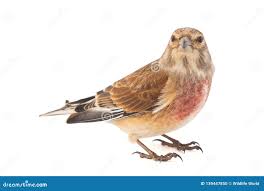 Attēlu rezultāti vaicājumam “Carduelis cannabina adult”