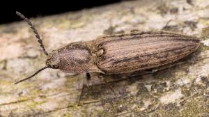 Attēlu rezultāti vaicājumam “Actenicerus sjaelandicus”