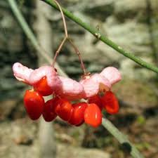 Attēlu rezultāti vaicājumam “Euonymus europaeus fruit”