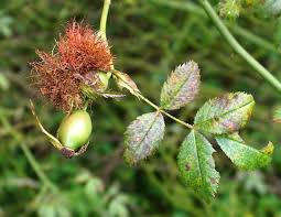 Attēlu rezultāti vaicājumam “Diplolepis rosae”