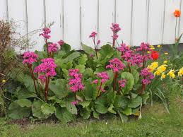 Image result for Bergenie