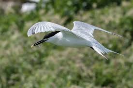 Attēlu rezultāti vaicājumam “Sterna sandvicensis adult”