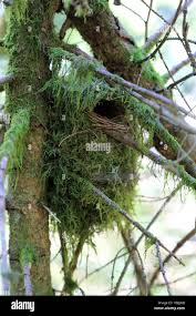 Attēlu rezultāti vaicājumam “Troglodytes troglodytes nest”