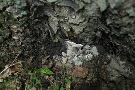 Attēlu rezultāti vaicājumam “Kretzschmaria deusta”