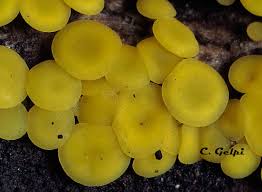 Attēlu rezultāti vaicājumam “Bisporella citrina”