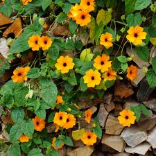 Image result for schwarzäugige Susanne