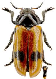 Attēlu rezultāti vaicājumam “Clytra quadripunctata”