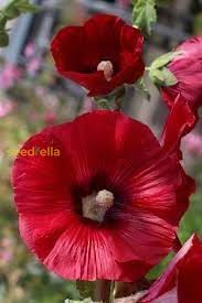 Image result for Alcea rosea