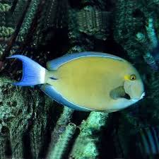 Image result for Acanthurus blochii