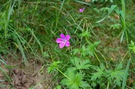 Attēlu rezultāti vaicājumam “Geranium palustre flower”