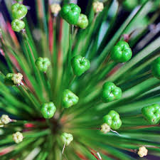 Attēlu rezultāti vaicājumam “Allium holandicum bud”