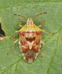 Attēlu rezultāti vaicājumam “Elasmucha grisea”