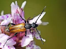 Attēlu rezultāti vaicājumam “Paracorymbia maculicornis”
