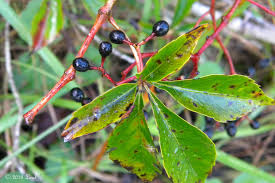Attēlu rezultāti vaicājumam “Parthenocissus quinquefolia fruit”