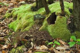 Attēlu rezultāti vaicājumam “Leucobryum glaucum”