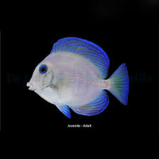 Image result for Acanthurus coeruleus
