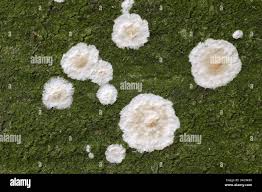 Attēlu rezultāti vaicājumam “Cylindrobasidium evolvens”