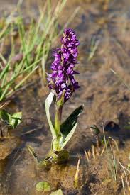 Attēlu rezultāti vaicājumam “Dactylorhiza cruenta”