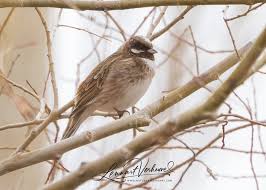 Image result for Emberiza leucocephalos