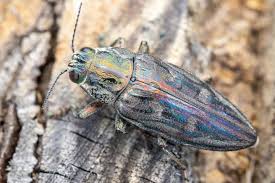 Attēlu rezultāti vaicājumam “Chalcophora mariana”