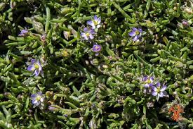 Attēlu rezultāti vaicājumam “Spergularia marina”