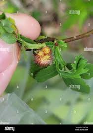 Attēlu rezultāti vaicājumam “Diplolepis bicolor”